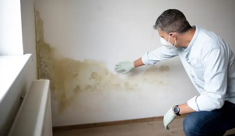 Are you facing an Administrative Complaint from the DBPR for the Unlicensed Practice of Mold Assessment, or a Violation of Chapter 455 and 468, Part XVI, of the Florida Statutes?