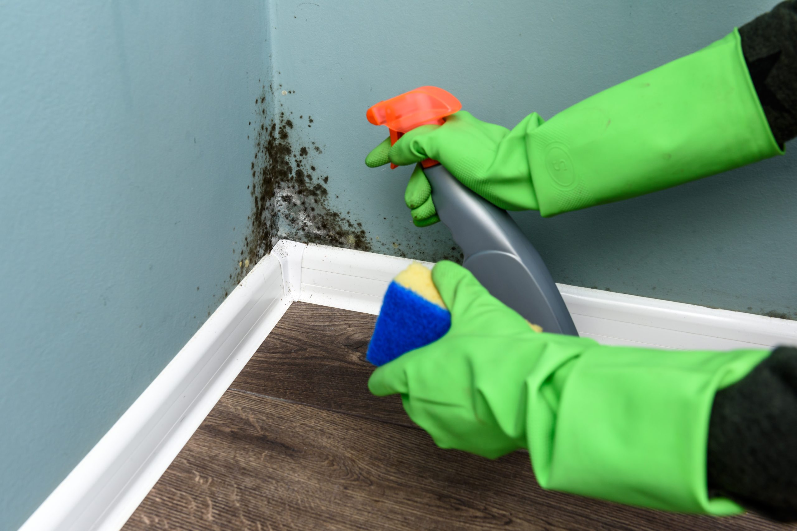 Florida Mold-Related Services License Compliance & Defense Guide