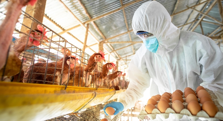 Protecting Your Florida Livestock Business From The FDACS