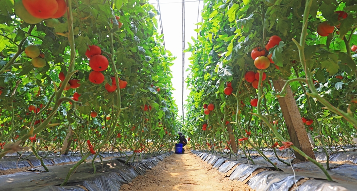 farmers harvest tomatoes on a farm in the USA