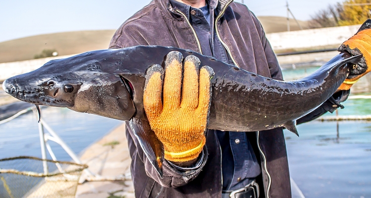 Fish sturgeon on a fish farm